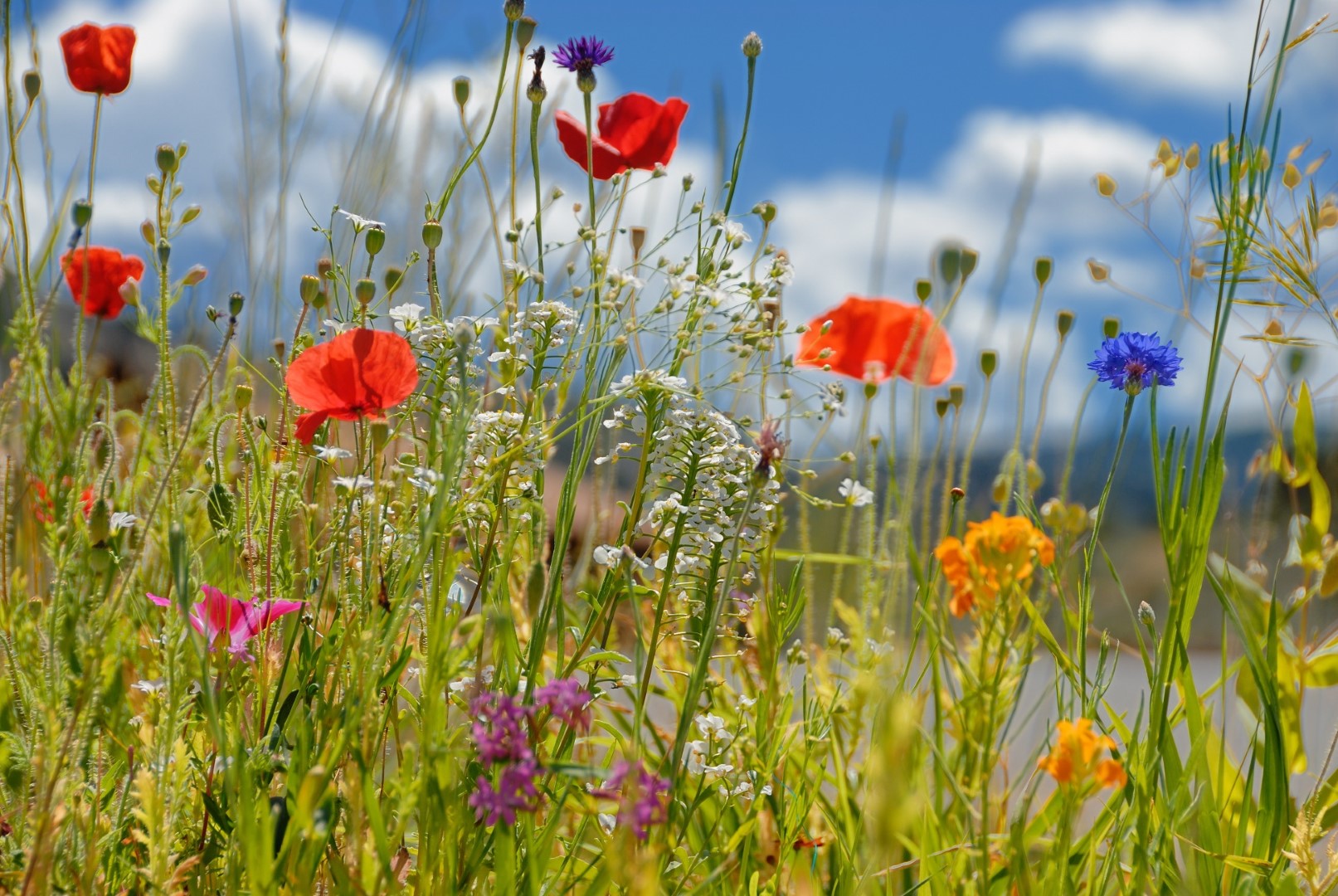 Beautiful wildflowers Beautiful wildflowers